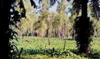 Champ de mais (milpa) et plantation de palmier à huile dans la localité de Confianza