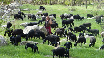 Pastoralisme en Ardèche, France