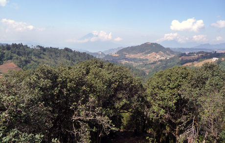 Bosques de Guatemala. Sacala. (Foto P. Merlet)